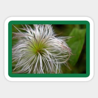 Fluffy Allium Natural Sticker